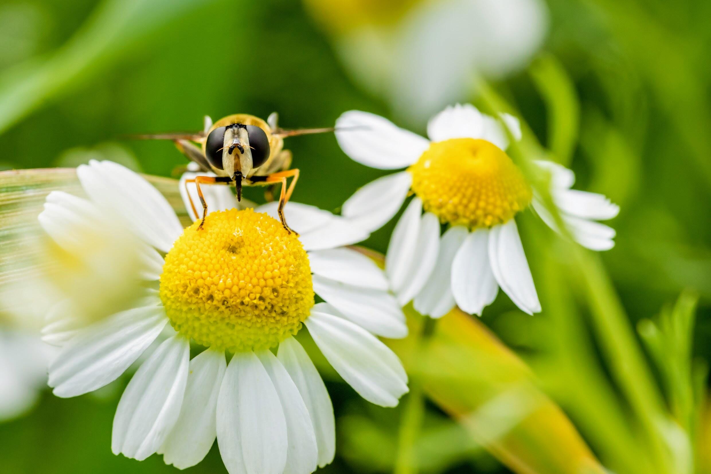 <span class="ezstring-field">kl_chamomile_active-ingredient_field_plant_2019 -6-</span>